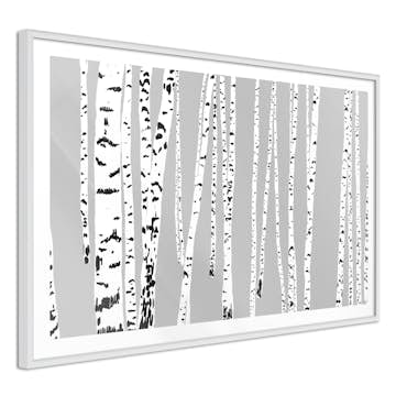 Poster Artgeist Affisch Birch