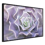 Poster Artgeist Affisch Purple Succulent