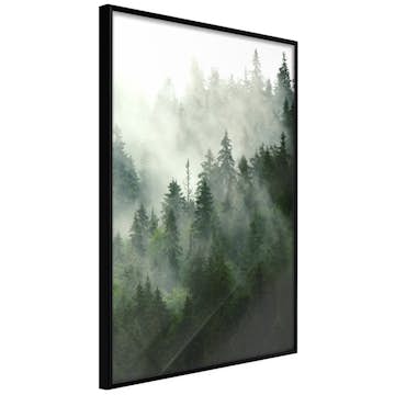 Poster Artgeist Affisch Coniferous Forest