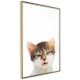 Poster Artgeist Affisch Vexed Cat