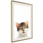 Poster Artgeist Affisch Vexed Cat