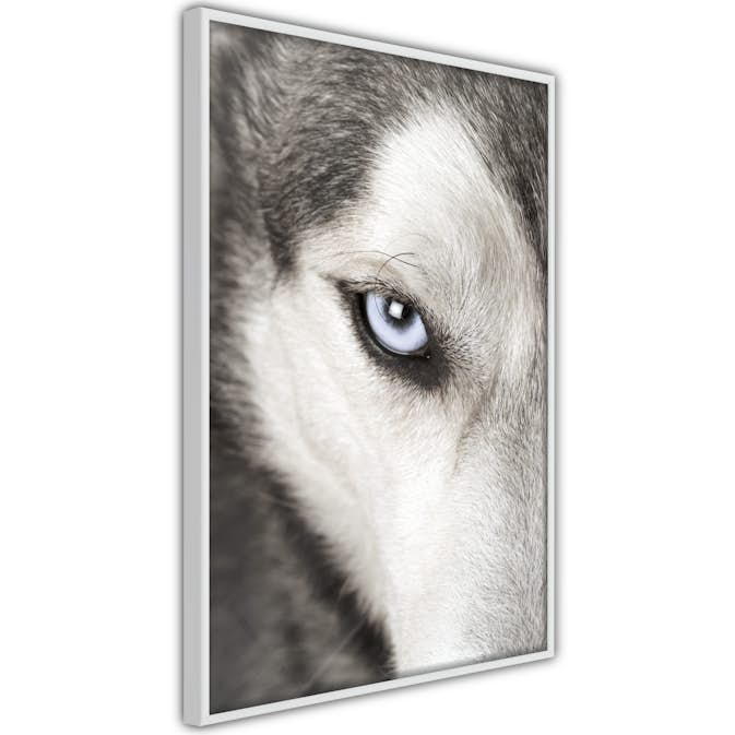 Poster Artgeist Affisch Dog's Look