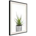Poster Artgeist Affisch Haworthia