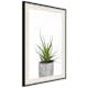 Poster Artgeist Affisch Haworthia