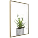 Poster Artgeist Affisch Haworthia