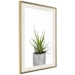 Poster Artgeist Affisch Haworthia