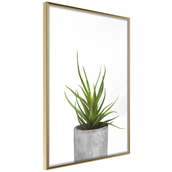 Poster Artgeist Affisch Haworthia