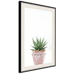 Poster Artgeist Affisch Succulents In Pot