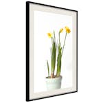 Poster Artgeist Affisch Narcissus