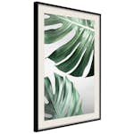 Poster Artgeist Affisch Monstera Leaves