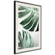Poster Artgeist Affisch Monstera Leaves