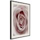 Poster Artgeist Affisch Pastel Rose