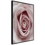 Poster Artgeist Affisch Pastel Rose