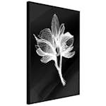 Poster Artgeist Affisch Night Flower