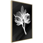 Poster Artgeist Affisch Night Flower