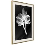 Poster Artgeist Affisch Night Flower