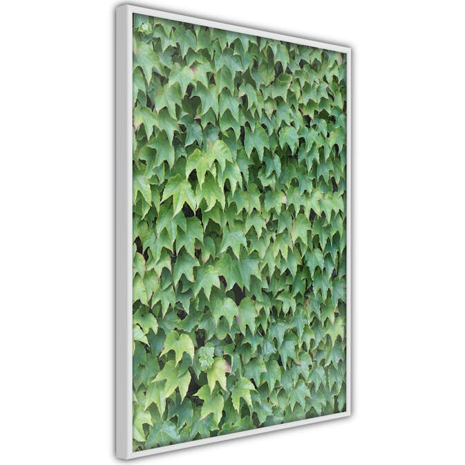 Poster Artgeist Affisch Thick Ivy