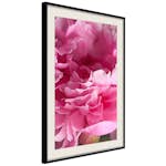 Poster Artgeist Affisch Beautiful Peonies