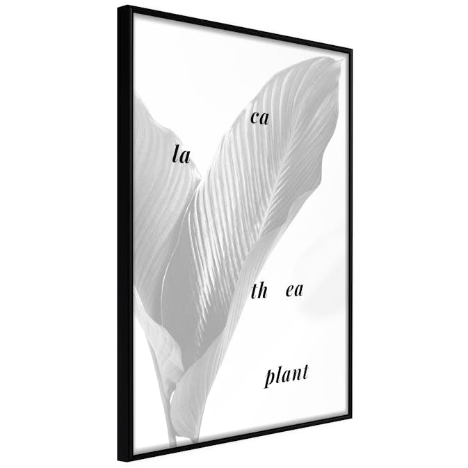 Poster Artgeist Affisch Calathea Plant