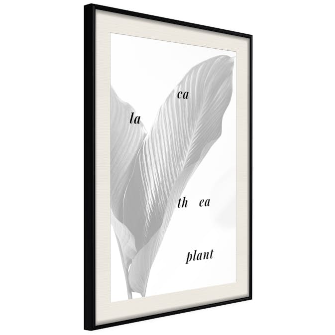 Poster Artgeist Affisch Calathea Plant