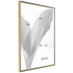 Poster Artgeist Affisch Calathea Plant