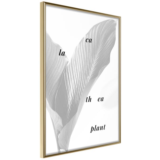 Poster Artgeist Affisch Calathea Plant