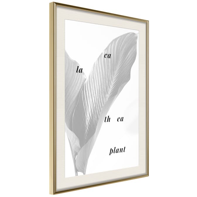 Poster Artgeist Affisch Calathea Plant