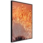 Poster Artgeist Affisch Autumn Dandelion