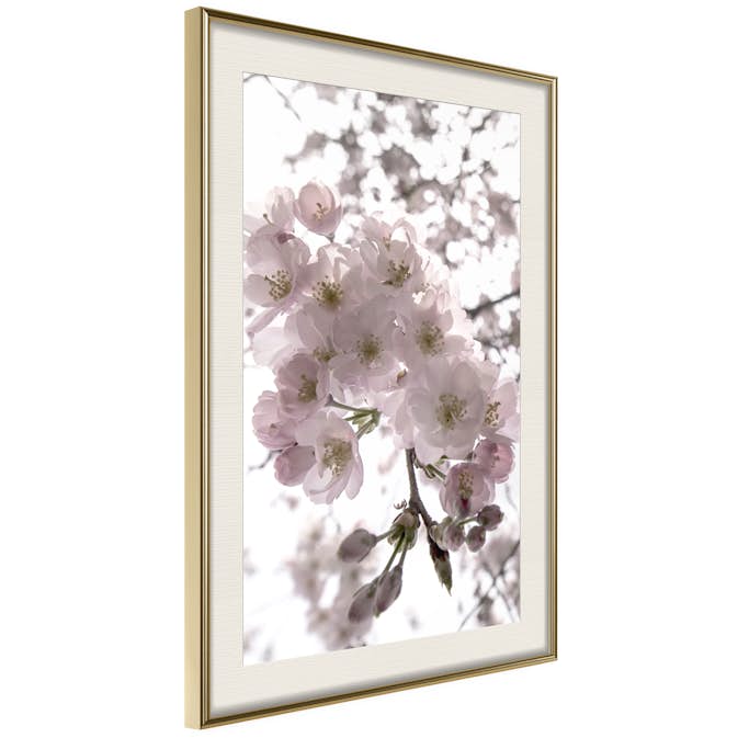 Poster Artgeist Affisch Cherry Blossoms