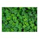 Fototapet Arkiio Green Clover
