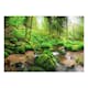 Fototapet Arkiio Självhäftande Humid Forest