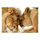 Fototapet Arkiio Lion Tenderness Självhäftande