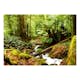 Fototapet Arkiio Forest Brook Självhäftande