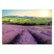 Fototapet Arkiio Lavender Field