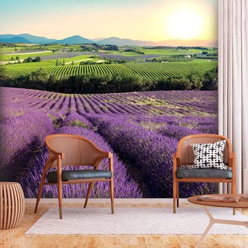 Fototapet Arkiio Lavender Field Självhäftande