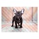 Fototapet Arkiio French Bulldog