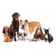 Fototapet Arkiio Dog Integration