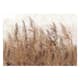 Fototapet Arkiio Tall Grasses Arkiio Brown