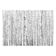 Fototapet Arkiio Birch Forest