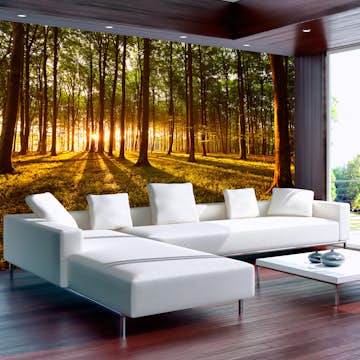 Fototapet Arkiio Självhäftande Summer Morning In The Forest