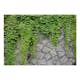 Fototapet Arkiio Green Wall