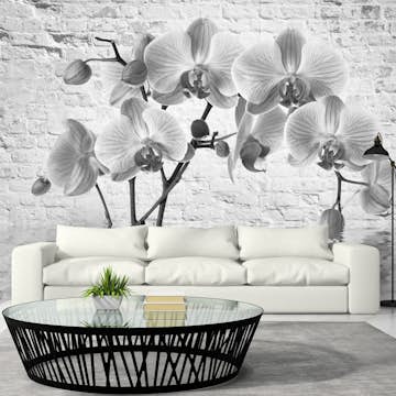 Fototapet Arkiio Orchid In Shades Of Gray