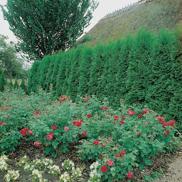 Häck Omnia Garden Ädeltuja Smaragd 80-100 cm