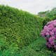 Häck Omnia Garden Ädeltuja Smaragd 80-100 cm