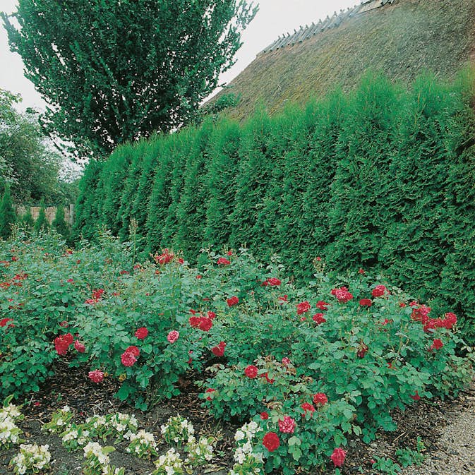 Häck Omnia Garden Ädeltuja Smaragd 80-100 cm