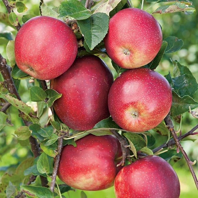 Äppelträd Omnia Garden Summerred