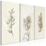 Tavla Arkiio Herbarium