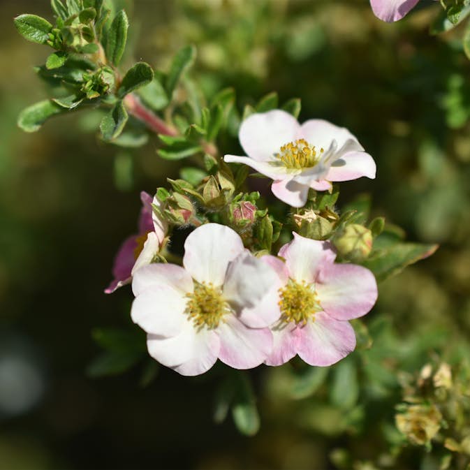 Buske Omnia Garden Ölandstok Pink Beauty