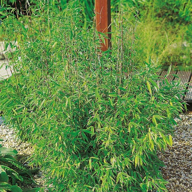 Prydnadsbuske Bergbambu Omnia Garden Simba