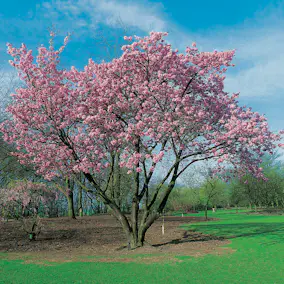 Prydnadsbuske Omnia Garden Solitär Bergkörsbär med Rosa Blomning & Grönt Lövverk, 150-200cm